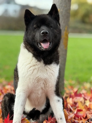 American Akita 