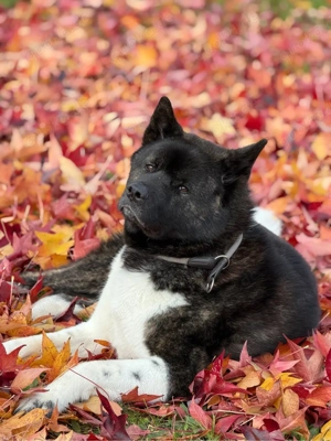 American Akita  Bild 2