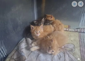 Maine Coon Reinsassige