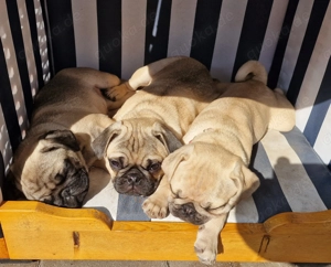 3 Mops Mädchen suchen ein neues Zuhause 