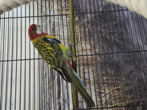 Suche neues zu Hause