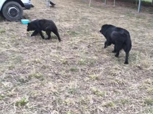 Altdeutscher Hütehund, Rüde, 2 Jahre Bild 4