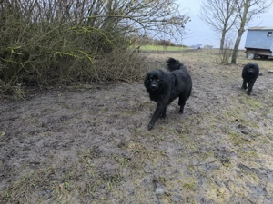 Altdeutscher Hütehund, Rüde, 2 Jahre