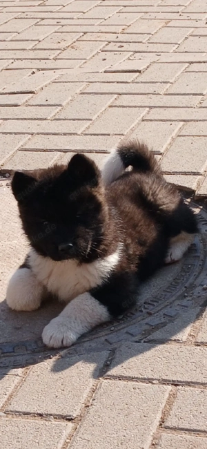  3 süße Welpen Abgabebereit ab 30.3.26 Bild 7