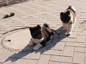  3 süße Welpen Abgabebereit ab 30.3.26 Bild 5