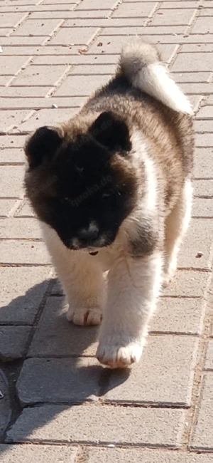  3 süße Welpen Abgabebereit ab 30.3.26 Bild 9