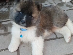 Reinrassige American Akita Abgabebereit ab 30.3.26