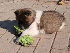  3 süße Welpen Abgabebereit ab 30.3.26 Bild 6