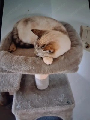 Siam-Mix Katze Maya   verschmust & sozial sucht Zuhause (Nähe Weilheim Murnau)