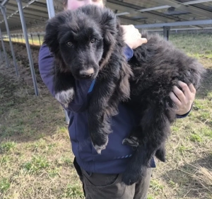 Altdeutscher Hütehund, Rüde, Welpe 