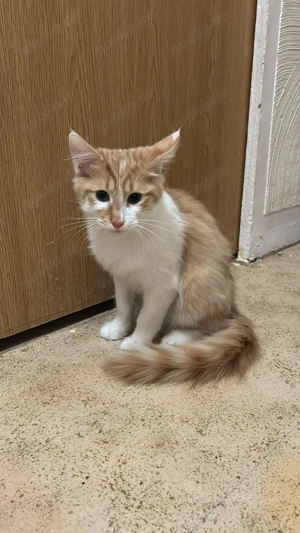 Roter Main Coon Mix Kater