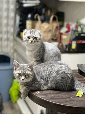 Süßer Kater sucht liebevolles Zuhause   Berlin