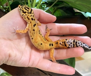Leopardgecko Weibchen ENZ 2025