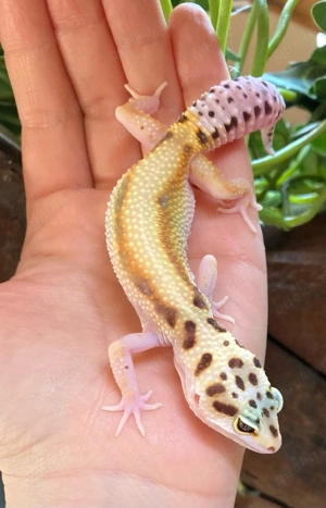 Leopardgecko Weibchen ENZ 2025