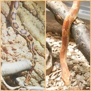 Kornnattern zu verkaufen inkl. Terrarium  Bild 2