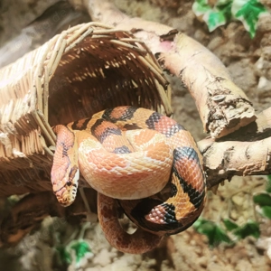 Kornnattern zu verkaufen inkl. Terrarium 