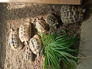 AB SOFORT EINZELABGABE - THB Schildkrötenzucht Komplettabgabe