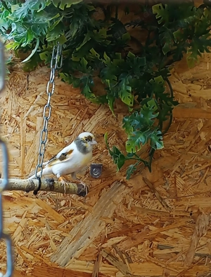 Kanarienvögel Zucht nur als Pärchen abzugeben