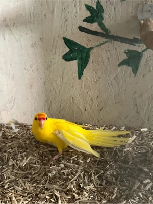 Ziegensittich Henne mit Handicap