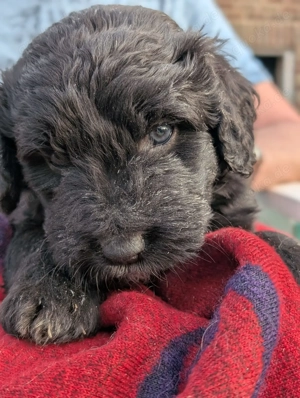 Portugiesischer Wasserhund Bergamasker Mix Welpen