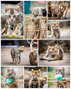 Bengalkitten suchen liebevolles Zuhause