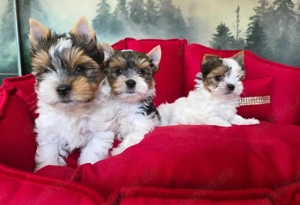 Wunderschöne Biewer Yorkshire Terrier Welpen (10 Woche