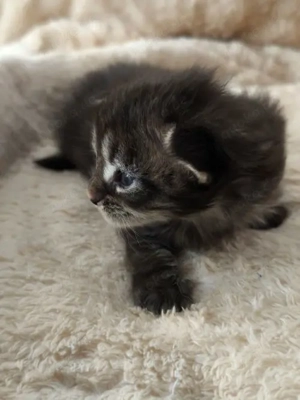 Zuckersüße Maine Coon Babys mit Stammbaum suchen später ihr Traumzuhause