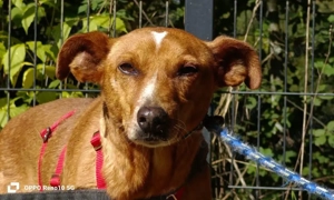 TOMMY    der leise Herzensbrecher