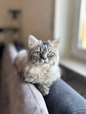 Wunderschöne weibliche Langhaarkatze (Perser  Mix), 1 Jahr alt