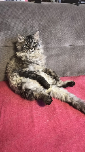  nur in liebevolle Hände   400 euro 