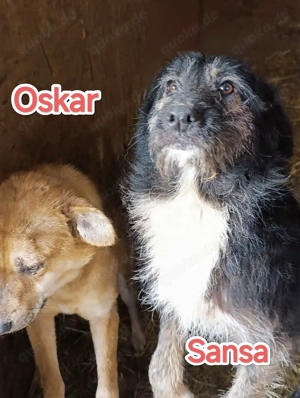 Sansa sucht ihre Menschen Bild 3