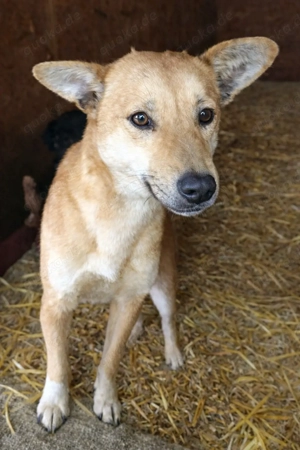 Oskar - schenkst du ihm ein liebevolles Zuhause? Bild 6