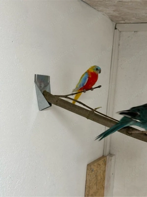 Schönsittich Hahn von 2025