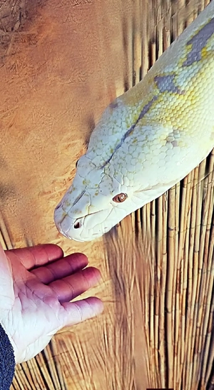 Netzpython (1,0 3m+)