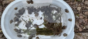 Spitzschlammschnecke,Yoda Schnecken, Teichschnecken 