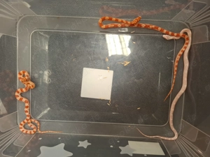 Kornnattern Nz25 1.1