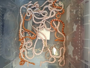 Kornnattern Nz25 1.1