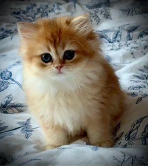   Zauberhafte Schmusetiger ab Mai abzugeben   mit Liebe aufgezogen!