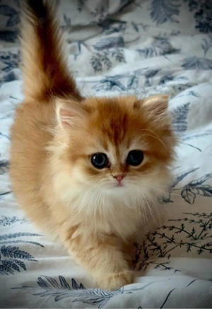   Zauberhafte Schmusetiger ab Juni abzugeben   mit Liebe aufgezogen!