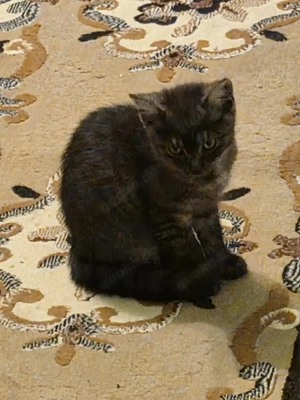 Junge katze zum vergeben