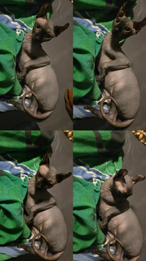 Wurf Ankündigung sphynx katzen 