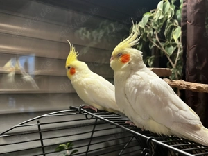 Nymphensittich Paar 200 