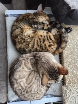 Bengal Pärchen