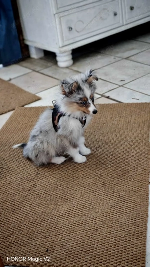 Mini Aussie klein Bleibend geimpft und gechipt und entwurmt ist 4 monate 