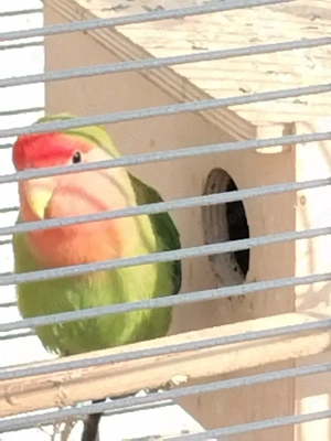 Suche Partnerin: Pfirsichköpfchen Agaporniten