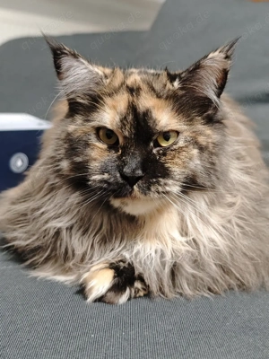    Bezauberndes Maine-Coon-Duo: Khalua & Katara (1 Jahr) suchen Lebensplatz