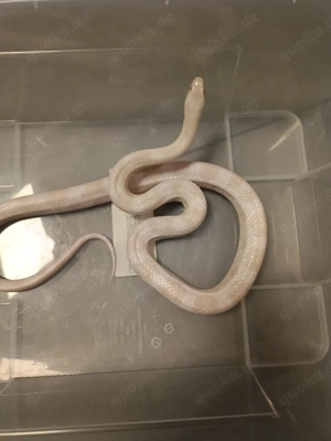 Kornnattern abzugeben