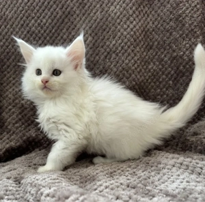 Maine Coon Kitten (Taub)