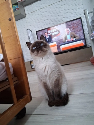 Siam katze abzugeben 