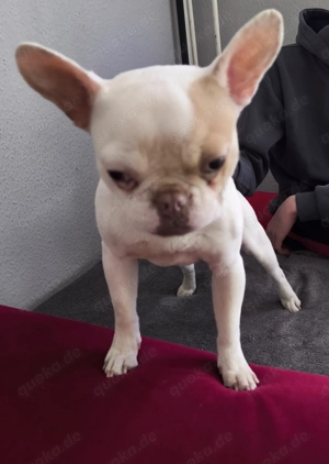 Ich suche ein neues Zuhause 